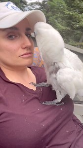 What is my parrot trying to tell me?! 😂 #cockatoo #parrot #talkingparrot #viralreelsシ | The Parrot Lady