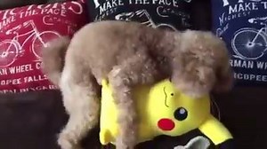 43K views · 265 reactions | He found his #Pokemon_Go LOOOOOOOOOOL | Like and Share | Facebook