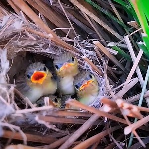 1.4M views · 139K reactions | Yellow Sparrow bird Feeding Their Babies In Nest | Review Bird Nest | Facebook