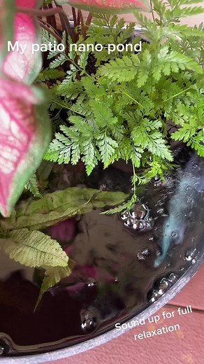 Cyclyng My Nano Pond: Adding Rosy Red Minnows