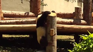 Seven pandas born last year are the prime attraction at a new panda center in China, which houses 59 giant pandas in all. http://cnn.it/1UXxcWE | CNN