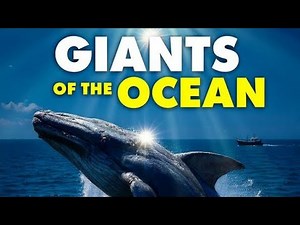 🌊 Whales – Giants of the Ocean 🐋 | Amazing Story & Facts