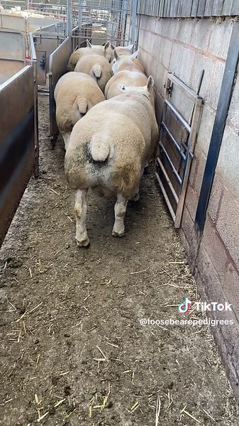 Quality Texel Yearlings from Last Season's Crop