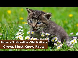 Must Know | How a 2-Month-Old Kitten Grows | Milestones Behavior & Care