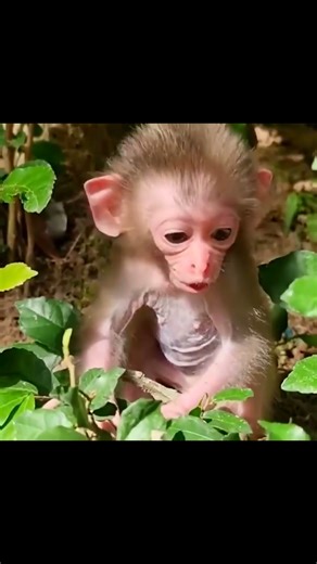 Funny & Cute Baby Monkeys Compilation 🐵 | Jungle Pranks & Wild Primates