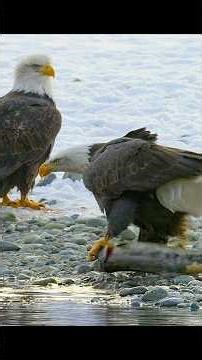 They got into a huge fight over food #wildlife #animals #shortvideo