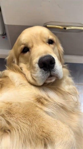 Cuteness Overload: Puppy's Joyful Tummy Roll Compilation