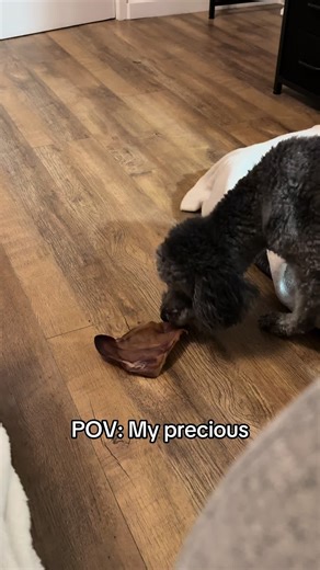 Archie doesn’t share pigs ears 🤣 #DogTreat #NaturalTreats #Cockapoo #FYP