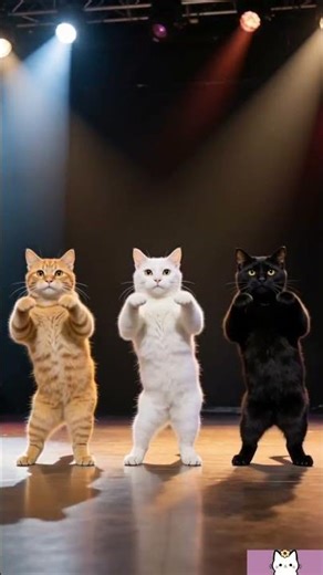 My cat can dance 我的猫会跳舞 #cat #dance