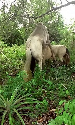 Caballo xxx