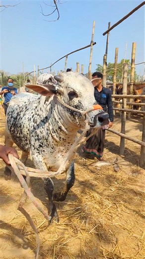 Cow videos, cow video, animal, big cow, goru, Ep-25 #shortsvideo​