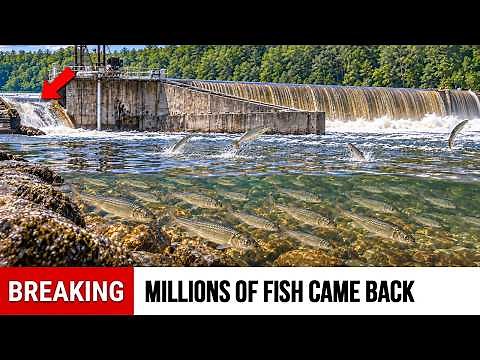 Maine Tore Out 2 Dams and Millions of Fish Came Roaring Back — What Happened to the River Is Unreal