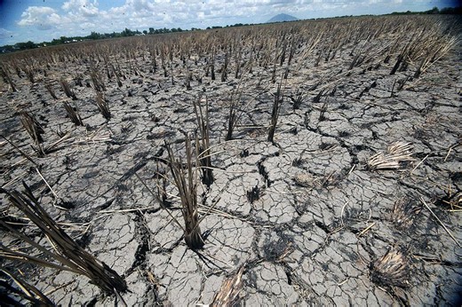 Environmental group urges gov’t to declare national climate emergency