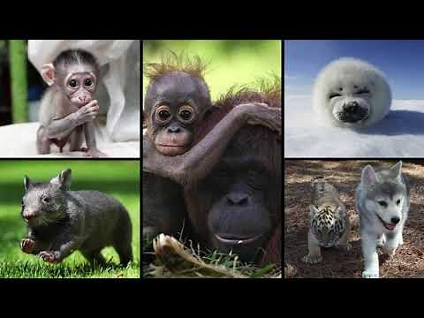 Baby Animal Slideshow