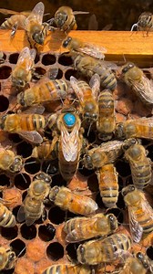 Buckfast queen bee with nursing bees around her keeping her happy so she can focus only on laying eggs | Stanley’s bees