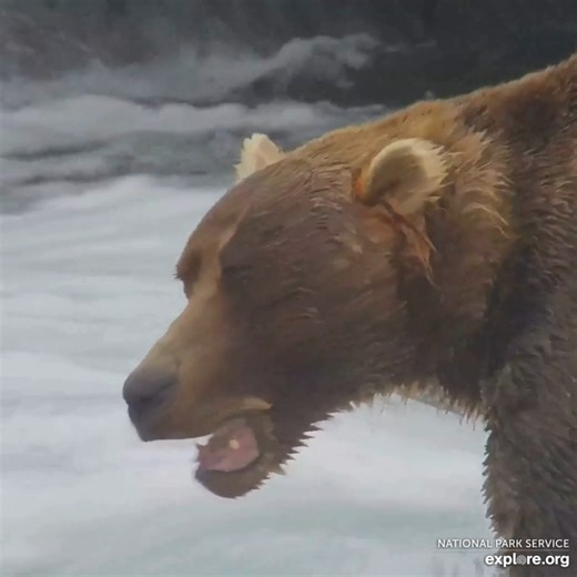 Doesn't 89 Backpack look like someone else we all know and love? 👀 | explore.org