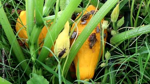 Destructive Squash Bugs in the garden on summer squash plants