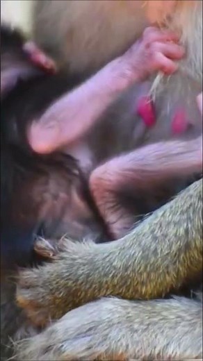 Adorable infant gliding with chin on the earth – Wildlife worldwide earth