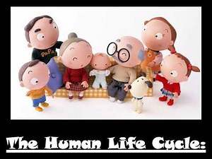 The Human Life Cycle.