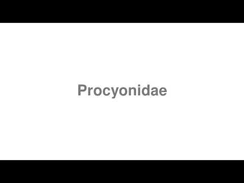 How to Pronounce "Procyonidae"