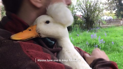 How to carve a wooden duck