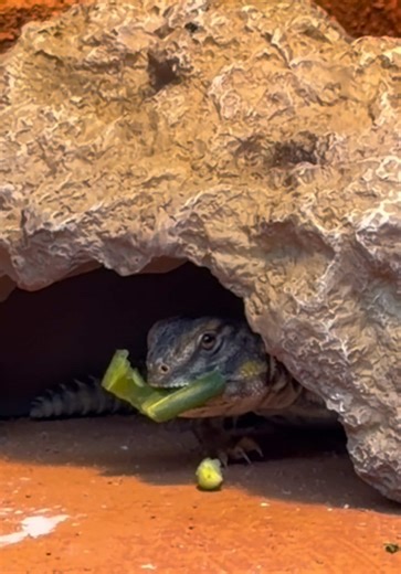 Straight killer #petlizard #lizard #uromastyx #dangerous #monster