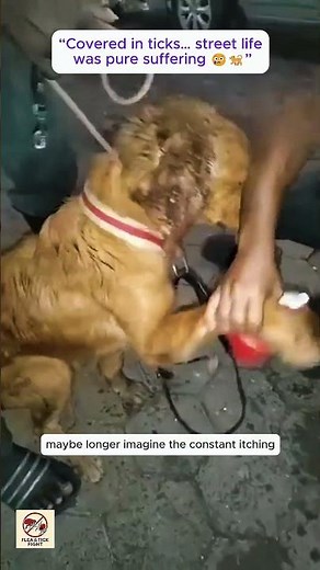 Stray Dog Covered in Ticks 😢 | Severe Tick Infestation Treatment & Rescue