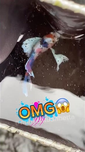 Betta fish show racket#bettafishtank