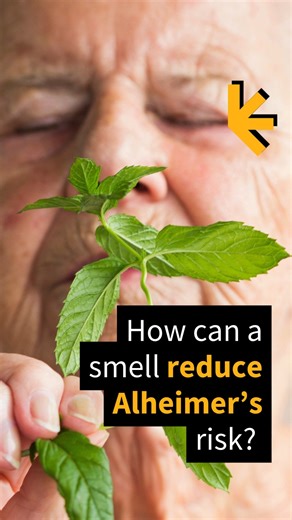 38K views · 153 reactions | The results of an experiment published in 2023 could support the use of fragrances like menthol - which gives mint its unique, cooling sensation - as a way to reduce the risk of developing Alzheimer's disease. Read more at: https://www.sciencealert.com/surprise-link-between-menthol-and-alzheimers-found-in-mice Image credit: Cristina Pedrazzini/Science Photo Library/Getty Images #ScienceNews #STEM #ScienceAlert #Health #AlzheimersDisease | ScienceAlert | Facebook