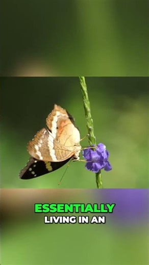 Osa's Wild Nature: Back to Basics #shorts