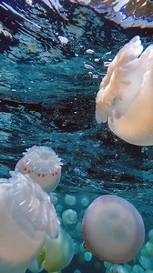2K views · 15 reactions | An unusual swarm of jellyfish has overrun...