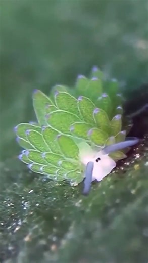 22K views · 46 reactions | Leaf-sheep slugs absorb and use plant...