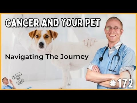 Vet specialist explains pet cancer signs, treatment, and next steps