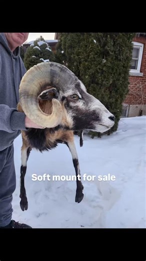 Iyad Taxidermist on Instagram: "Soft mount black belly sheep ((for sale )) Soft mount sheep Black belly sheep taxidermy Art taxidermy Taxidermy Soft mount Tv production #iyadtaxidermist #softmount #blackbelly #taxidermy #Taxidermy"