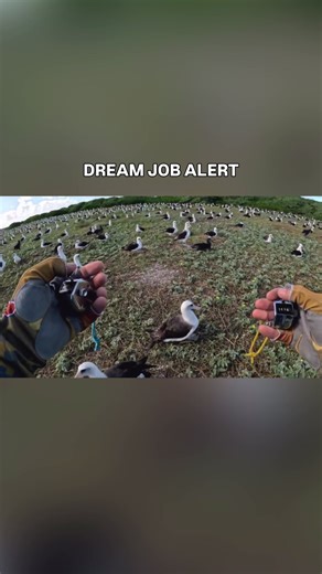 How do we sign up for this job? This is what it's like to count nests at the world’s largest albatross colony in Midway Atoll National Wildlife Refuge! Experts do an annual nest count, and the results are astonishing. According to the U.S. Fish and Wildlife Service, the last count saw nearly 620,000 Laysan albatross nests and more than 25,000 black-footed albatross nests. That's a lot of birds! This island is also home to Wisdom, the world's oldest known wild bird, at an estimated 75 years old. 