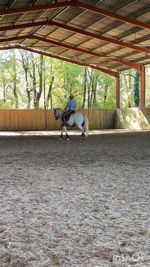 #workingequitationacademy #antaressellier #workingequitationfrance | Hervé Maurel