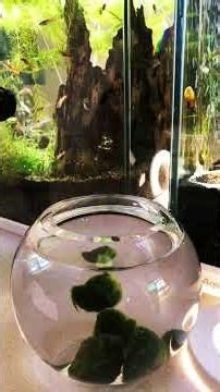 How to build a micro aquarium using marimo moss balls. ASMR. Road to 500 subscribers before 2026🤞🤞