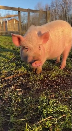 Teacup Pig Enjoying Breakfast 🐷 #TeacupPig #CuteAnimals