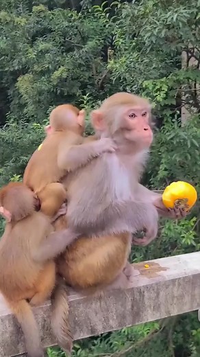 BaBy monkey play with mom | Banana Monkey