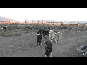 Akita Inu vs Caucasian Ovcharka