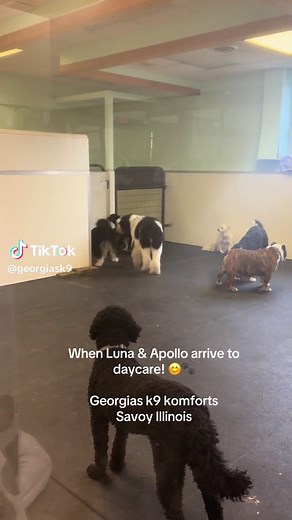 Luna & Apollo at Doggie Daycare in Savoy, Illinois