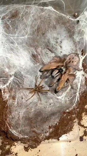 Unusual Beetle and Spider Interaction on TikTok