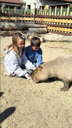 Kids Learn To Stay Calm And Brave With Animals