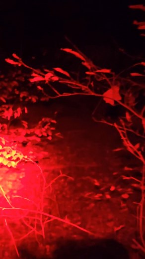 26 reactions | Boogeyman with 4 in one tree | Jeff Woodring | Facebook