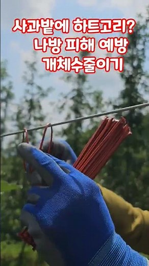 사과밭 나방피해 개체수 줄이기 교미교란제 설치 #shorts #가을농원사과 #교미교란제