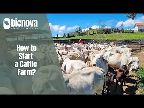 How to Start a Cattle Farm in the Philippines?