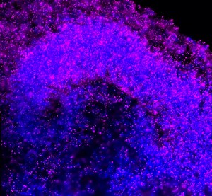 A deep dive into cells’ RNA reality