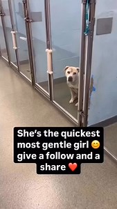 121K views · 19K reactions | She’ the quickest most gentle girl  give a follow and a share. #dogsdaily #dogs #dogsofinstagram #doggo #dogslover #fyp | Micheal Phillips | Facebook