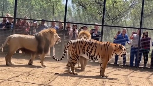 Insane Lion and Tiger Battle Inside Cage! | Damian Francis
