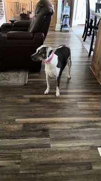 Catahoula Leopard Dogs: Bred to Work, Born to Play #catahoulaleopard #workingdogs